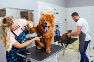 Dog Grooming