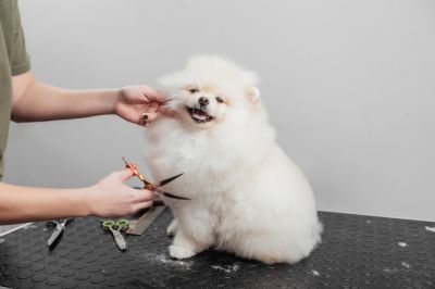 Dog Grooming