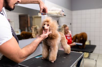 Dog Grooming